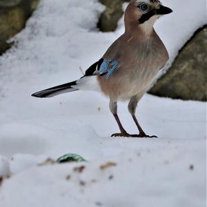 Eurasian Jay