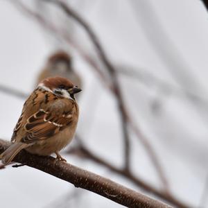 Eurasian Tree Sparrow