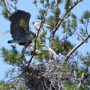 Great Blue Heron