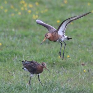 Black-tailed Godwit