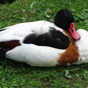 Common Shelduck