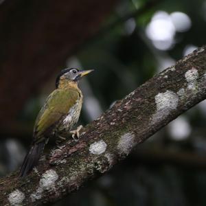 Laced Woodpecker