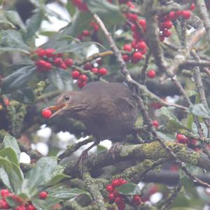 Eurasian Blackbird