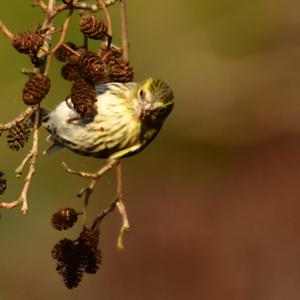 Eurasian Siskin