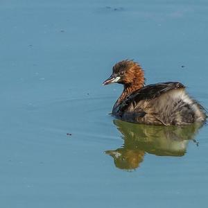 Little Grebe