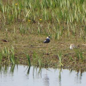 Black-winged Stilt