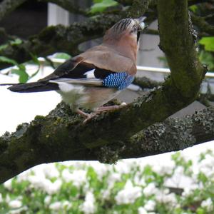 Eurasian Jay