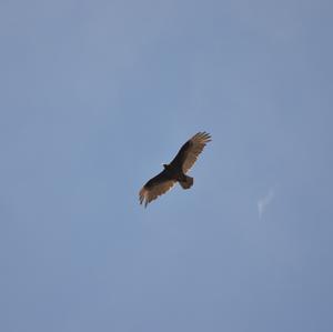 Turkey Vulture