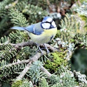 Blue Tit