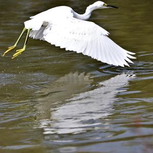 Little Egret