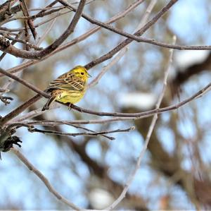 Yellowhammer