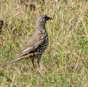 Mistle Thrush