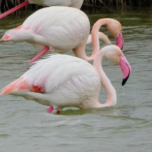 Greater Flamingo