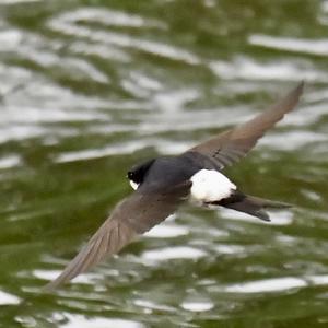 Northern House-martin