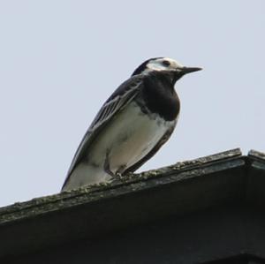 White Wagtail