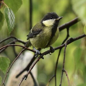 Great Tit