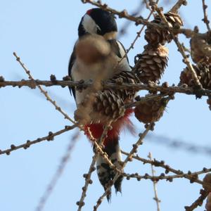 Great Spotted Woodpecker