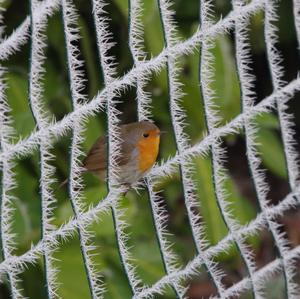 European Robin