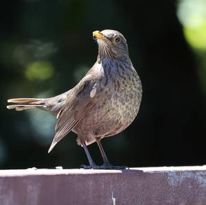 Amsel