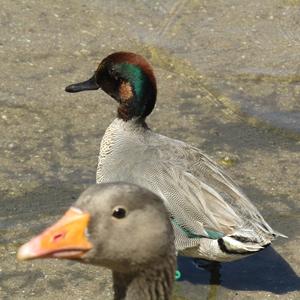 Common Teal