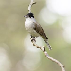 Blackcap