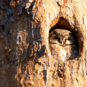 Boreal Owl