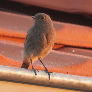 Black Redstart