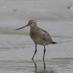 Bar-tailed Godwit