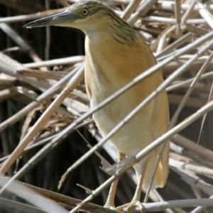 Squacco Heron