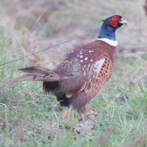 Common Pheasant