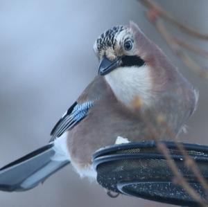 Eurasian Jay