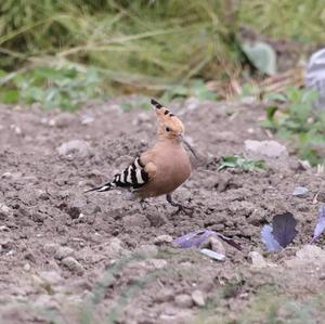 Eurasian Hoopoe