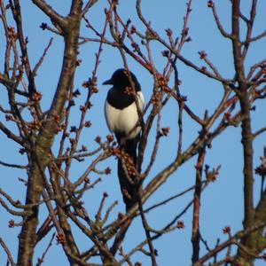 Black-billed Magpie