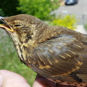 Song Thrush