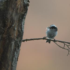 Long-tailed Tit