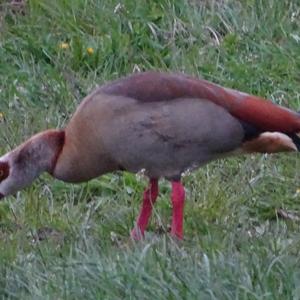 Egyptian Goose