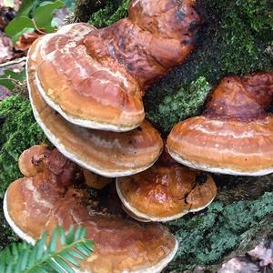 Red-belted Polypore