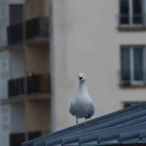 Herring Gull