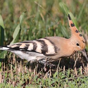 Eurasian Hoopoe