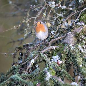 European Robin