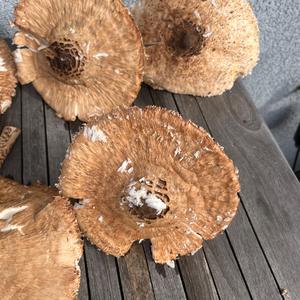 Parasol Mushroom