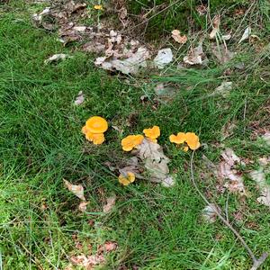 Chanterelle, Common