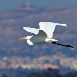 Great Egret