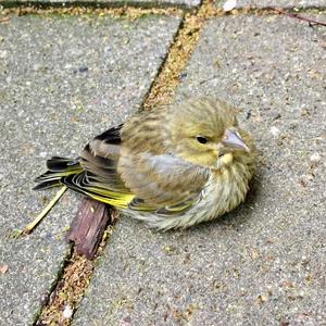 European Greenfinch