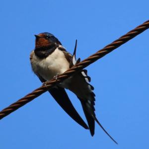 Barn Swallow