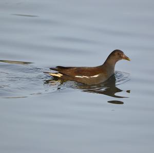 Common Moorhen