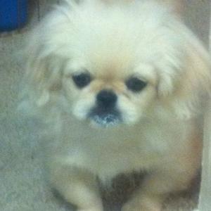 Pekingese