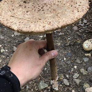 Parasol Mushroom