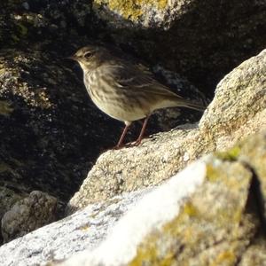 Rock Pipit