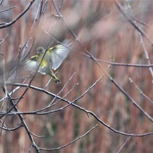 European Greenfinch